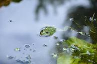 frog-pond-water-476377.jpg