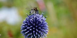 bee-pollen-nectar-blue-flower-288093.jpg