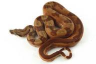 reptile-snake-hypo-boa-constrictor-242633.jpg