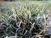 lawn-grass-growth-nature-plant-307556.jpg