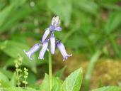 blue-bell-flower-woo-blue-bell-515405.jpg