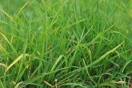 lawns-grasses-greenery-plants-long-316079.jpg