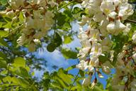 acacia-blooms-at-inflorescence-878716.jpg