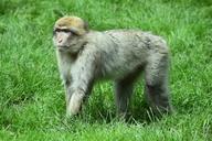 monkey-animal-primate-wild-safari-1501746.jpg