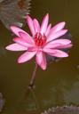 lily-water-lily-waterlily-flower-852599.jpg