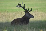 deer-meadow-nature-190443.jpg