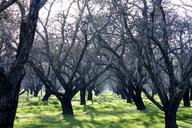 orchard-agriculture-trees-1152589.jpg