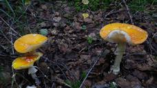 forest-mushrooms-moss-fliegenpliz-652844.jpg