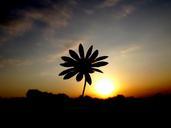 sunset-silhouette-east-flower-sun-877868.jpg