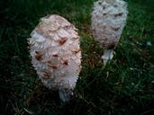 fungi-mushrooms-forest-lawn-grass-1040891.jpg