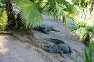 alligator-park-florida-reptile-942108.jpg