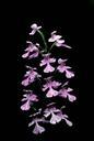 Purple orchid blossoms professional photography.jpg