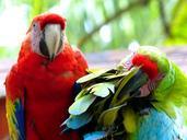 parrots-animals-colorful-929996.jpg