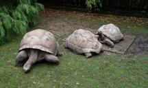 turtles-carapace-scales-zoo-1606196.jpg