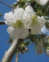 cherry-blossoms-white-spring-97738.jpg