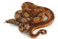 reptile-snake-hypo-boa-constrictor-242636.jpg