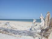 beach-driftwood-sand-blue-ocean-1540629.jpg