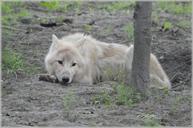 wolf-predator-european-wolf-215059.jpg