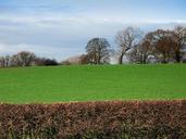 pasture-grass-bush-fence-tree-15289.jpg