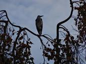 heron-bird-nature-herons-polder-542918.jpg