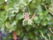 spider-web-autumn-spiderweb-511431.jpg