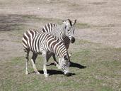 animals-zebra-stripes-363448.jpg