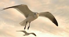 seagulls-flying-wildlife-nature-1095207.jpg