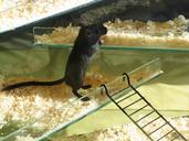 gerbil-pet-mouse-rodent-rat-small-1269468.jpg