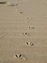 footprints-beach-seagull-sand-1358889.jpg