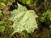 leaf-water-droplets-magnification-1617477.jpg