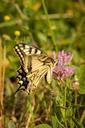 meadow-butterfly-macro-insect-653637.jpg