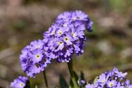 primrose-drumstick-blue-flowers-720203.jpg