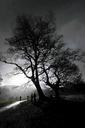 rain-tree-cumbria-raindrops-476430.jpg