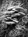 fungi-tree-nature-fungus-mushroom-1335605.jpg