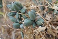 seeds-capsule-green-lily-beach-753624.jpg