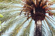 palm-tree-palm-leaves-tropical-tree-410306.jpg