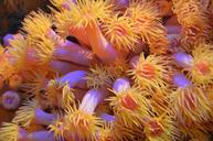 underwater-world-yellow-orange-49184.jpg