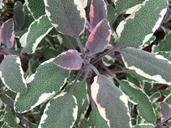 sage-herb-spices-plant-341933.jpg