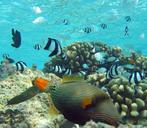 orange-lined-triggerfish-coral-reef-586337.jpg