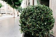 shrub-sidewalk-street-plant-city-698547.jpg