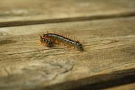 caterpillar-hairy-caterpillar-bug-1140590.jpg