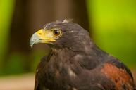 raptor-steyrling-fountain-valley-1709692.jpg