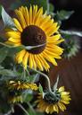 sunflowers-flowers-yellow-flowers-1655696.jpg