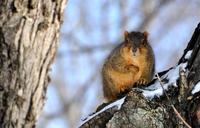 squirrel-snow-perch-winter-480404.jpg