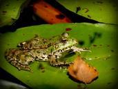 frog-gerardo-water-lily-631318.jpg