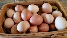 farm-fresh-eggs-farm-fresh-eggs-623251.jpg