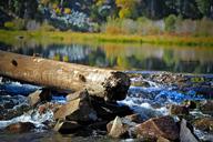 lake-tahoe-water-log-tahoe-trees-1697573.jpg