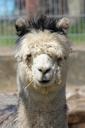 alpaca-pako-mammal-animal-wool-1389407.jpg