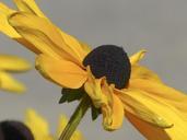 cone-flower-sunflower-plant-nature-226584.jpg