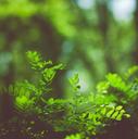 greens-grass-acacia-summer-leaves-1010170.jpg